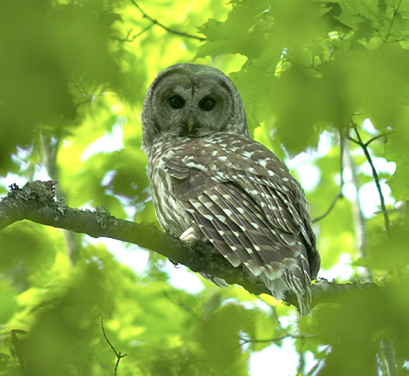 Barred Owl