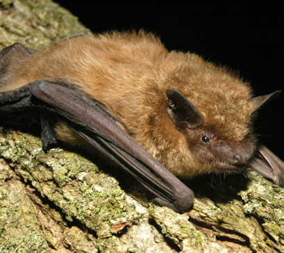 Bat