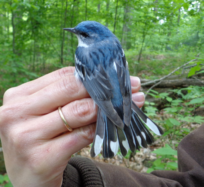 Cerulean Warbler