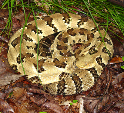 Timber rattlesnake