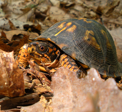 eastern box turtle