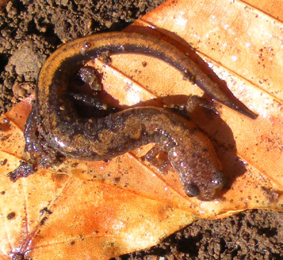 Zigzag salamander