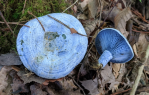 Lactarius indigo. A mycorrhizal species with oak.