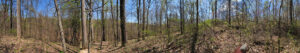 Single Tree Image 2021