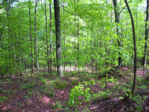 Forest landscape