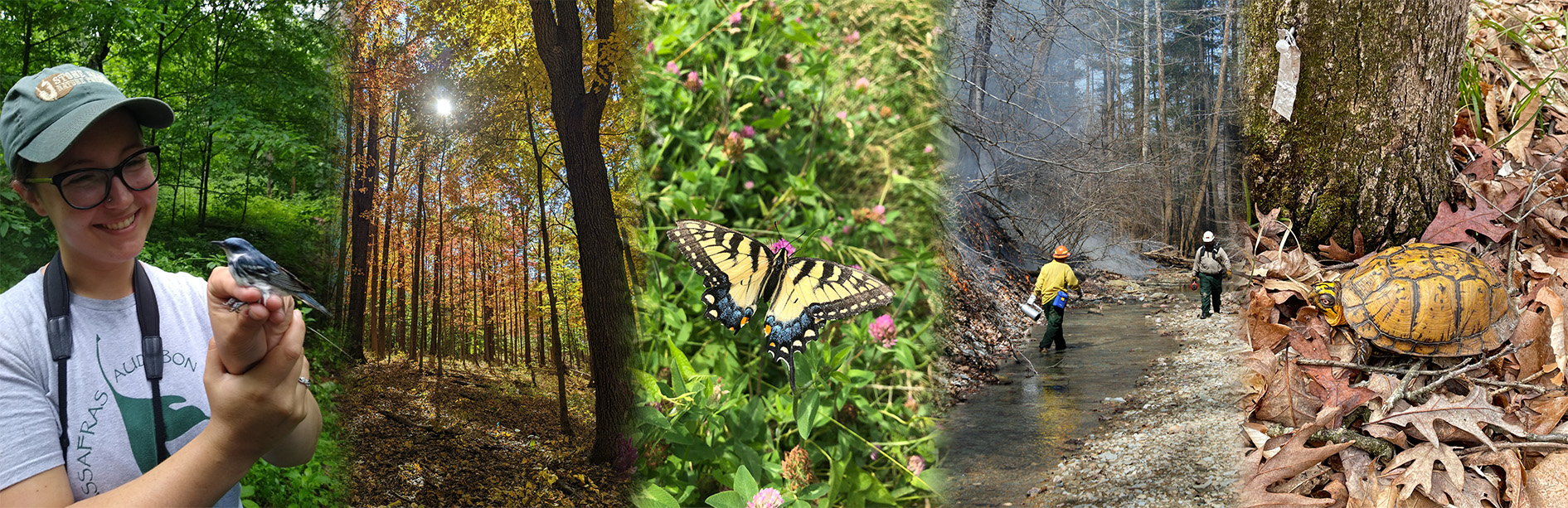 Banner collection of student holding a bird, a fall landscape, a butterfly, a controlled forest fire, and a turtle