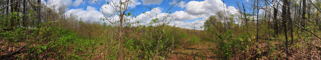 Clearcut 2014