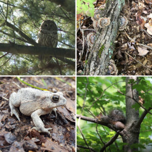 Collection of images of an owl, a frog, fungi, and a squirrel