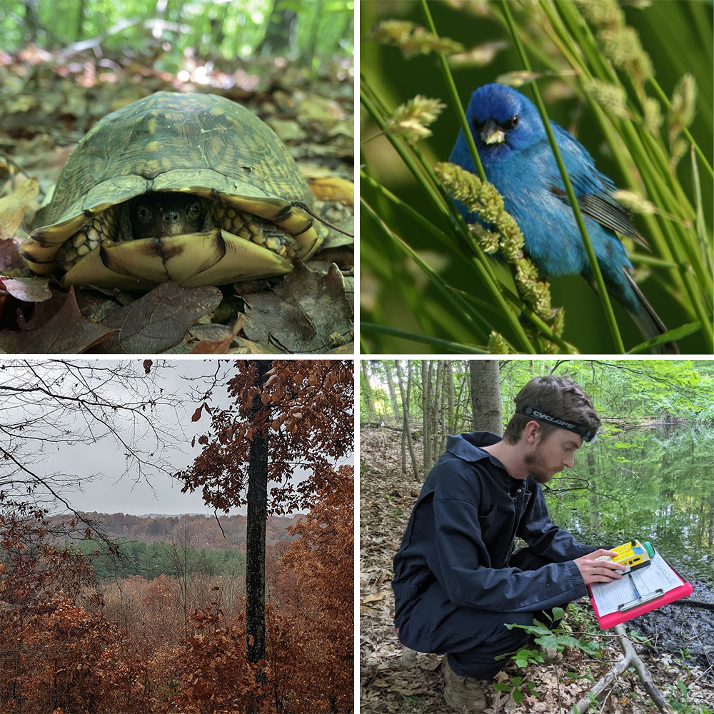 Image collage of a turtle, bird, fall landscape, and a researcher