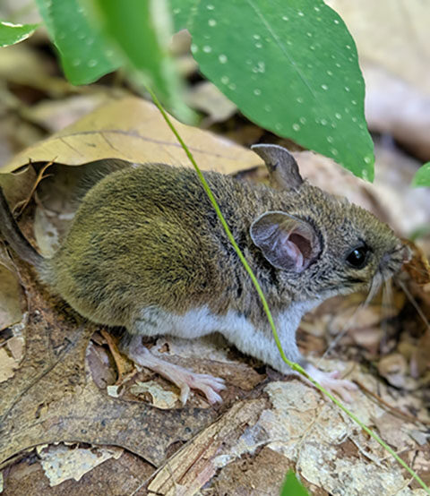 White footed mouse on forest floor
